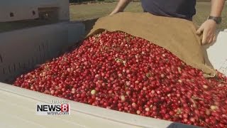 Connecticut Grown Cranberries making a comeback