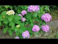 東京｜飛鳥山公園紫陽花の小径｜アジサイの季節｜hydrangea in asukayama park