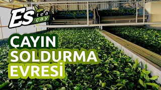 Es tea Çay · Çayın Soldurma Evresi · Kaliteli ve Lezzetli Gerçek Çay Üretimi