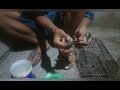 Tutorial membersihkan bulu burung yang terkena lem tikus 🐀🐀