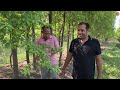 चंदन की खेती से किसान बनेगा मालामाल sandalwood tree farm sandalwood farming