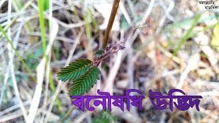 অসমৰ কিছুমান বনৌষধি উদ্ভিদ। PART 1