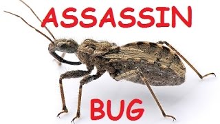 WICKED, AWESOME BUGS - THE ASSASSIN BUG