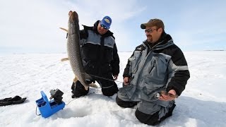 Finding Jumbo Perch and Walleyes on Devils Lake, North Dakota