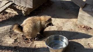 【おびひろ動物園】えぞたぬ担当のたぬきトークその2