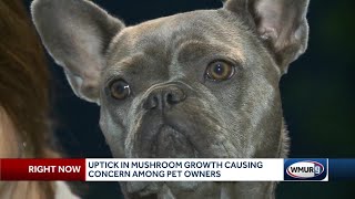 Dog Owners Warned Take Two