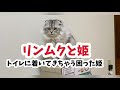 【かわいい猫】トイレに着いてきちゃうラガマフィンの姫