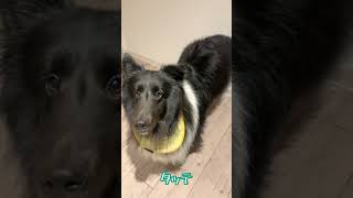 芸をお見せするシェルティVol.1【 #shorts 】【 #sheltie 】