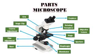 Microscope: Types, Parts and Function