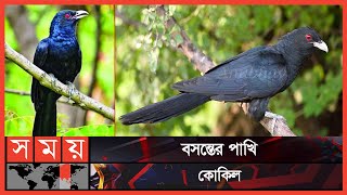 কোকিল কি শুধু বসন্তেই গান গায়? | Cuckoos | Kokil Bosonto | Somoy Entertainment