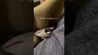 狭いところ好きな文鳥