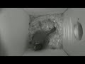 nestbox 20180831 05 00 63 frames with movement