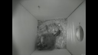 Nestbox 20180831/05:00 - 63 frames with movement