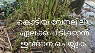 365 ദിവസവും ഏലക്ക എടുക്കാം,  ഇത് ഒന്ന് പരീക്ഷിക്കുക #cardamomo #cardamomplantion #irrigation