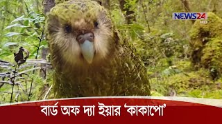 নিউজিল্যান্ডে বার্ড অফ দ্যা ইয়ার নির্বাচিত হলো ‘কাকাপো’ 17Nov.20|| Bird of The Year 2020 | 'Kakapo'