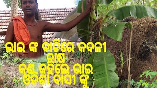 ବାଡ଼ି ରେ ଭାଇ ଙ୍କ କଦଳୀ ଚାଷ, ଓଡିଶା ବାସୀ ଙ୍କୁ ଗୁରୁତ୍ୱପୂର୍ଣ ବାର୍ତା 🙏