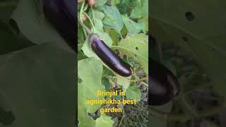 vegetable in garden#agnishikha best garden#trending #shorts