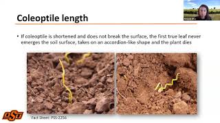 OSU Extension: Managing Wheat and Small Grains for Grazing