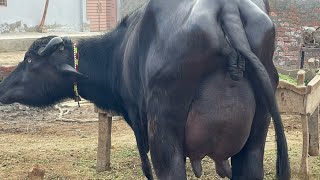 Pure Nilli high milking buffalo for sale in Punjab Pakistan on YouTube 26/02/2025￼