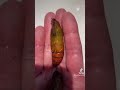 tobacco hornworm pupae