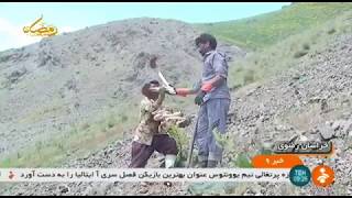 Iran Rhubarb harvest, Spring 1398, Senowbar village, Torbat Heydariyeh ريواس روستاي صنوبر