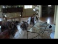 borzoi puppies playing