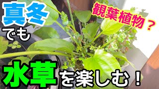 水槽が無くても100円で簡単に水草が観葉植物みたいに楽しめる！真冬の睡蓮、水草の楽しみ方！真冬に植え替え、差し戻し！水上葉栽培！室内加温水槽！メダカ睡蓮ビオトープ