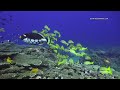 harlequin shrimp feasts on live starfish