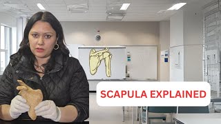 Anatomy of Scapula