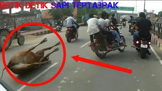 Detik Detik Sapi Ditabrak Motor