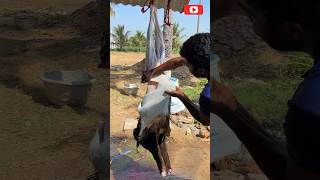 Indian style goat butcher | இந்திய பாணி ஆடு கசாப்பு | #music #viral #goat