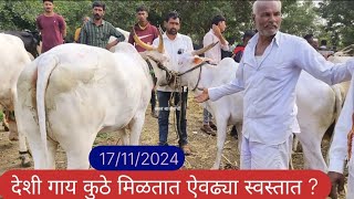 देशी गाय कुठे मिळतात ऐवढ्या स्वस्तात ?💫💥❤️ || ndian cow breed