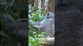 コアラちゃんご飯パクパク★東山動植物園★koala★Higashiyama Zoo in Japan