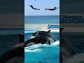 美しすぎるシンクロ shorts 鴨川シーワールド スカイロット シャチ kamogawaseaworld orca killerwhale