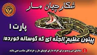 پیتون عظیم الجثه ای که یک گوساله خورده ! | شکارچیان مار پارت 1