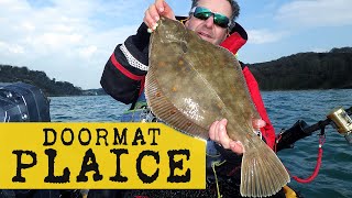 Huge inshore plaice fishing