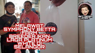 Melawat Symphony Betta breeder Ikan laga platinum white |Kes curi ikan laga|bettafish|VLOG