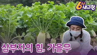 [6시내고향] 삼부자의 힘, 가을무｜KBS 211020 방송