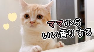 【ママのこと嫌い！？】猫から好かれたく猫にモテる入浴剤を使った結果ｗ