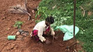 ಬೇಲಿ ಬದುಗಳಲ್ಲಿ ಯಾವ ಗಿಡಗಳು ಸೂಕ್ತ Plants suitable time plant near bunds and Fence -Sandeep Manjunath