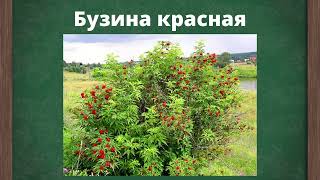 Дикорастущие кустарники