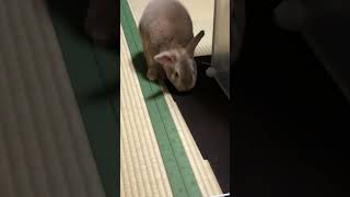 脱走中のうさぎ🐰　帰って、どうぞ