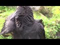 Black Vulture in Vermont?