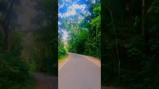 Kos Kale Forest. #polgahawela  .#beautyofnature  SL. කොස් කැලේ. ❤️Subscribe කරගෙනම යන්න යාලුවනේ❤️