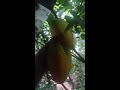 star fruit நட்சத்திர பழம் starfruit நட்சத்திரபழம் youtubeshorts shorts