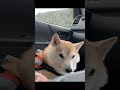 【車中泊の朝】どんどん目が細くなる柴犬【shiba inu】 shorts