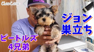 ジョン巣立ち【ヨークシャーテリア専門犬舎チャオカーネ】