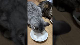 多頭飼い猫のご飯タイム #shorts