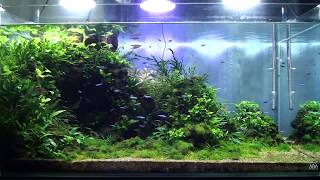 90cm洞窟水槽 Planted Aquarium 90*45*45cm 2010