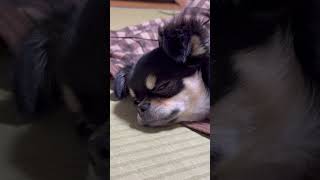 【小型犬チワワ】毎日楽しいワンU・x・U